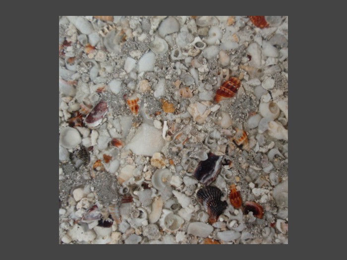 3 of 21 &nbsp;&nbsp;&nbsp;|&nbsp;&nbsp;&nbsp; Concrete Tile - Seashells